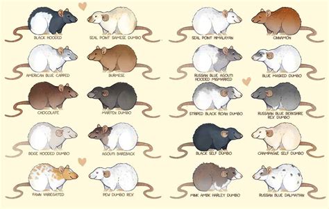 Different Types Of Pet Rats: Discover The Different Colors & Body Shapes