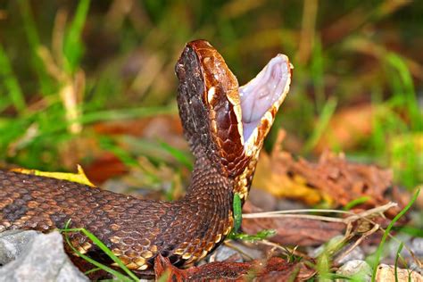 How Dangerous Is The Water Moccasin? | Snake Removal