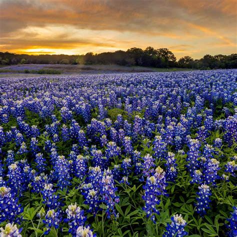 Texas Bluebonnet Seeds - Texas Bluebonnet Wildflower Seed