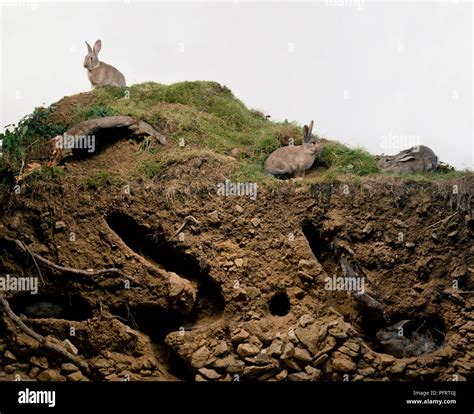 Rabbit burrow cross section hi-res stock photography and images - Alamy