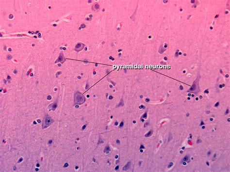 Cerebral Cortex Histology Layers