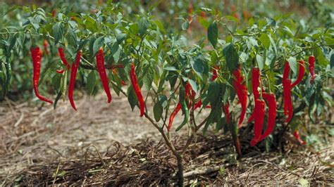 Pimenta Caiena - Pimenta Cayenne