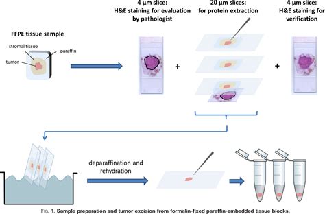 Figure 1 from Quantification of HER 2 by Targeted Mass Spectrometry in ...