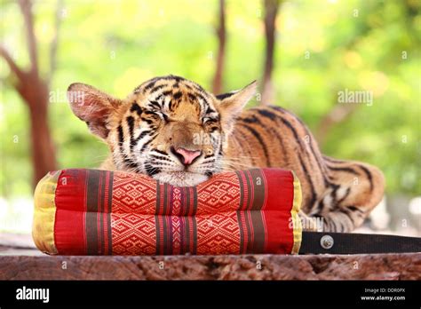 Baby Tigers Sleeping