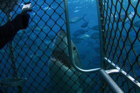 Is Shark Cage Diving Safe? - American Oceans