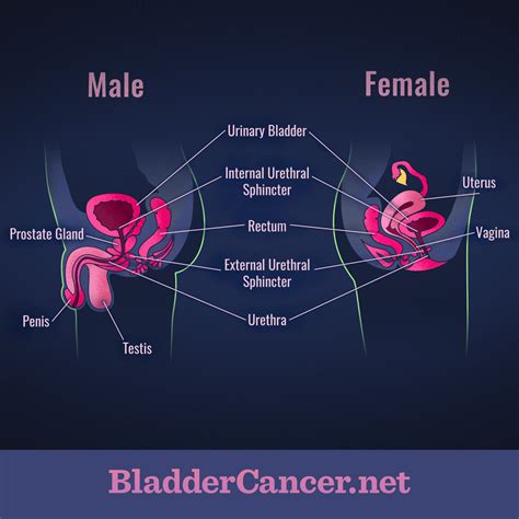 Understanding the Bladder: Anatomy of the Urinary Tract