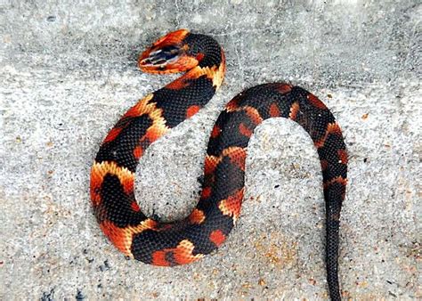 Beautiful non-venomous broadbanded water snake | Sürüngenler, Yılanlar ...