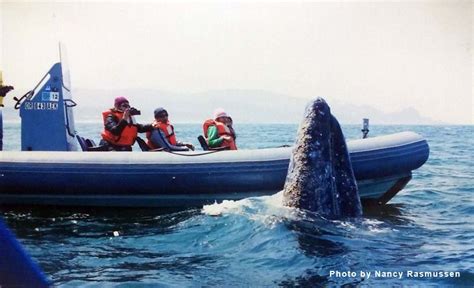 Whale watching – Artofit