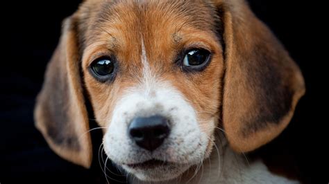 Beagle Puppy Wallpapers - Wallpaper Cave