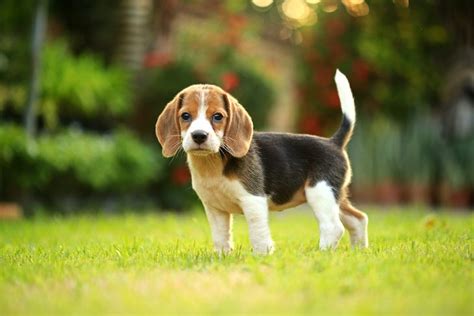 Blue Beagle Puppy