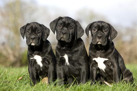 Cane Corso Puppies With Natural 'Floppy Ears' Delight Viewers - Newsweek