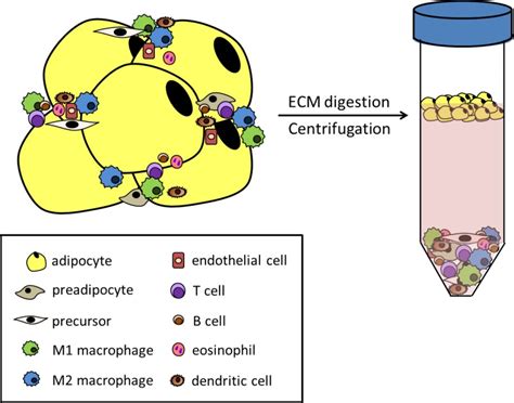 Figure 8. [Constituents of adipose tissue (AT)...]. - Endotext - NCBI ...