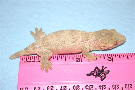 Gecko Ranch | Rhacodactylus leachianus Breeding Project