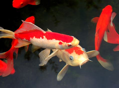 Japanese Koi Fish Photos ~ Pin By Komi Chen On Koi Fish | Bodegawasuon