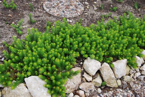 Oh Angelina! Sedum rupestre | Sedum, Drought tolerant garden, Sedum ...