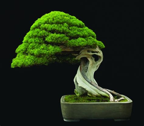 Bonsai Terindah dan Termahal di Dunia - UtakAtikOtak.com