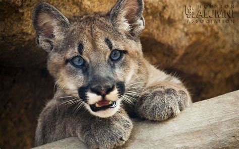 University of Houston's live cougar mascot Shasta VI dies