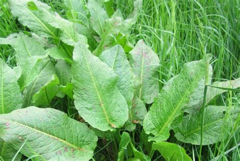 Dock Plant Identification Uk - About Dock Photos Mtgimage.Org