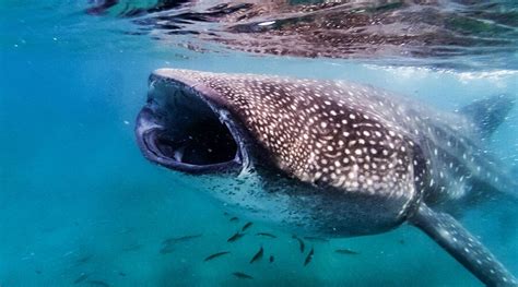 Whale Shark Tour in Cancun | Cancun Scuba Center