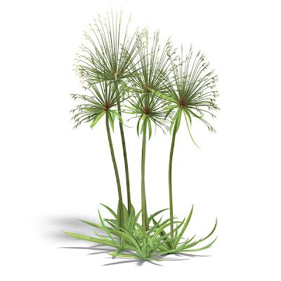 PlantWerkz: Papyrus Plant -Cyperus Papyrus