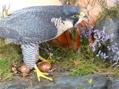 Peregrine Falcons on nest - UK Bird Small Mammal Taxidermist Mike Gadd