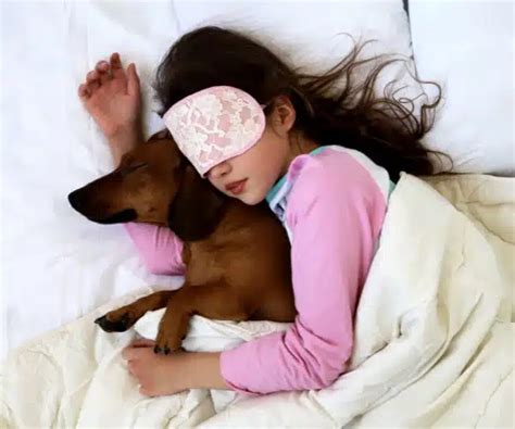 The Dark Side Of The Dachshund In Your Bed - Beware Of Bedtime Aggression!