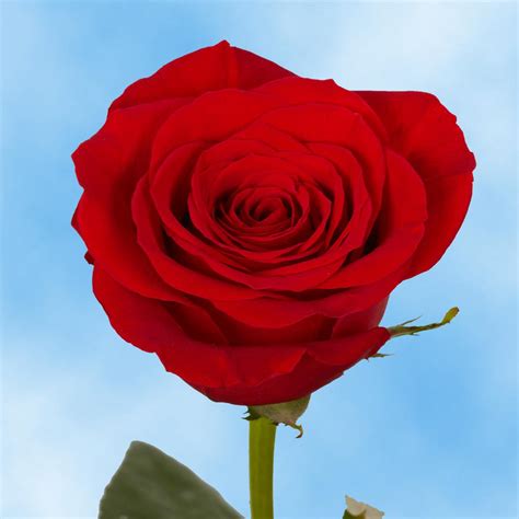 Globalrose Fresh Red roses (50 Stems)-50-red-roses-vd - The Home Depot