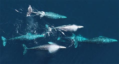 California Gray Whale Migration - Redwood National and State Parks (U.S ...