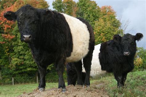 Belted Galloway, might get me some of these | Miniature cow breeds ...