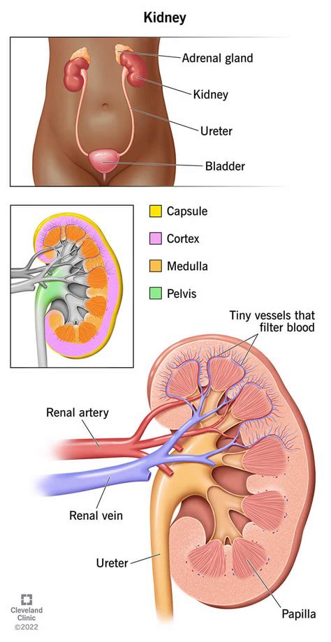 Kidney disease model urology kidney nephron glomerular kidney model ...