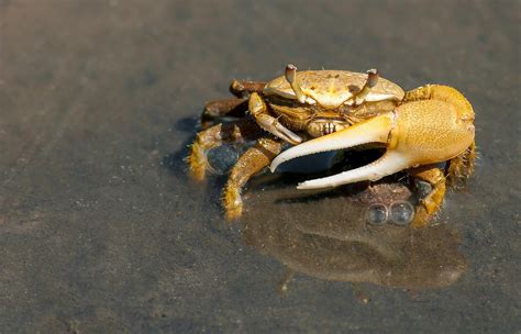 Can Crabs Swim? - Animal Hype