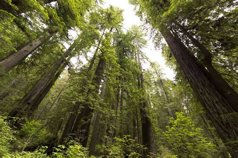 Redwood National Park