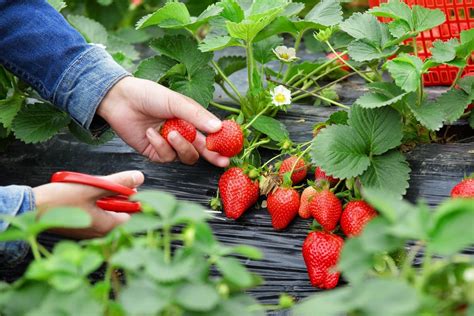 Pick Strawberries Day | Holiday Smart