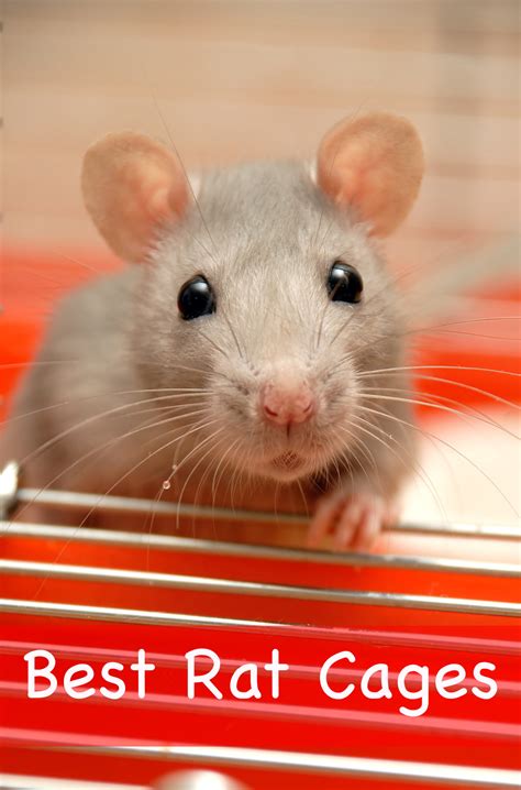 Best Rat Cages - Find The Right Home For Your Rat