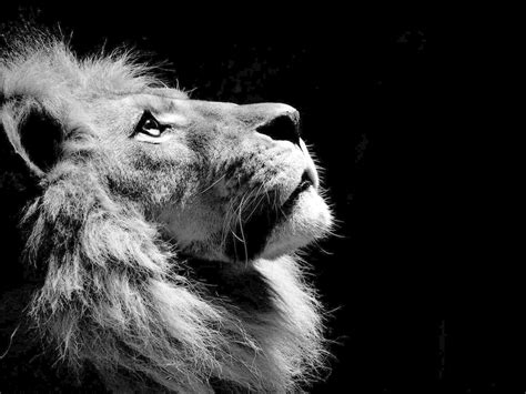 Black and White Lion Wallpapers - Top Free Black and White Lion ...