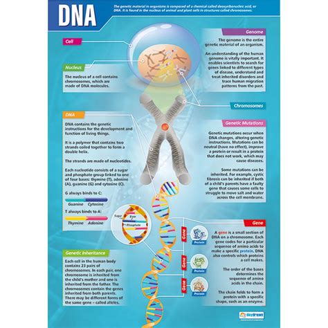 Related image | Dna activities, Science poster, Biology poster