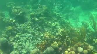 Snorkeling at Buccoo Reef, Tobago - YouTube