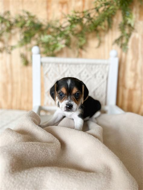 Pocket Beagle Puppies