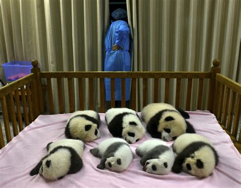 Cute baby pandas born in China (5 pics) | Amazing Creatures