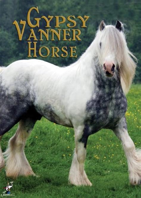 The Gypsy Vanner Horse (Video 2009) - IMDb