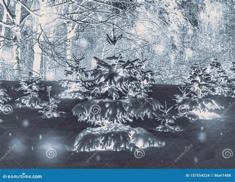 Forest Trees Covered Snow at Night in Winter. Stock Photo - Image of ...