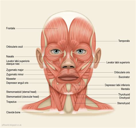 [DIAGRAM] Human Head And Neck Muscles Diagram - MYDIAGRAM.ONLINE