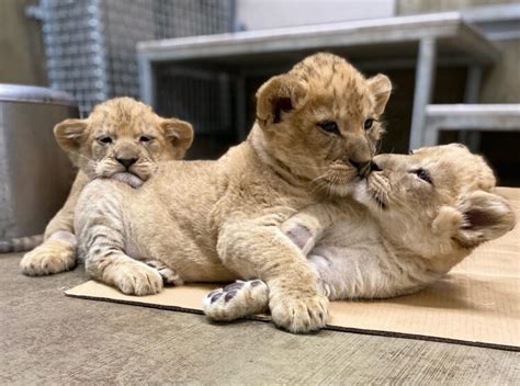 Lion Cub Names Revealed! | Lincoln Park Zoo