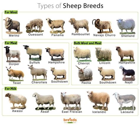 Sheep Facts, Types, and Pictures | Sheep breeds, Sheep, Katahdin sheep