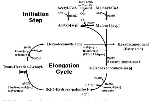 Figure 1 from Improved production of long-chain fatty acid in ...