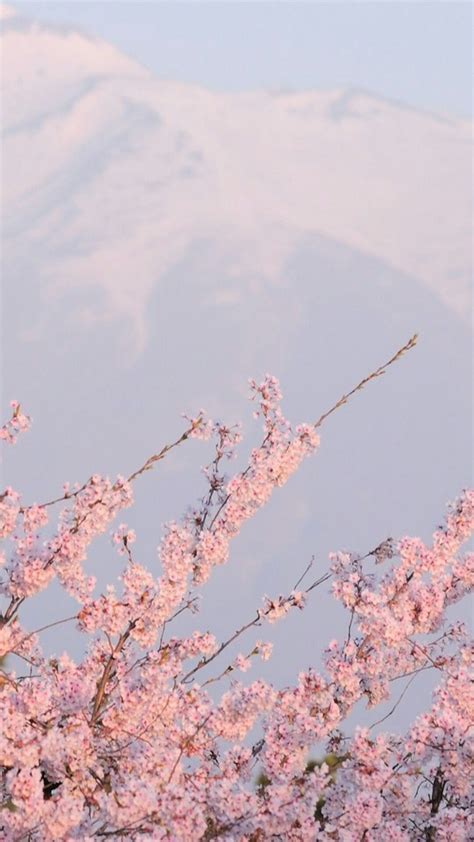 √ Pastel Pink Wallpaper Tumblr