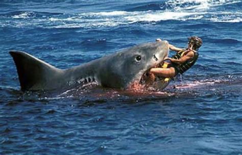 Wildlife Expert Explained Why Tiger Sharks Attack Shallow Water Surfers ...