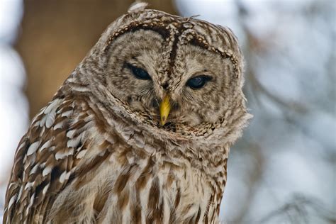 Could An Owl Have Killed Michael Peterson’s Wife Kathleen, Subject of ...