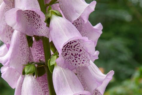 How to Grow and Care for Common Foxglove