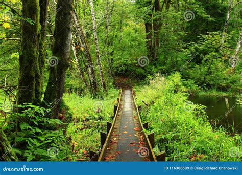 Pacific Northwest Forest Hiking Trail Stock Image - Image of picture ...